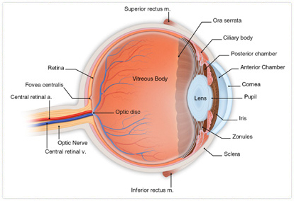 Retina: Anatomy, Function, and Treatment